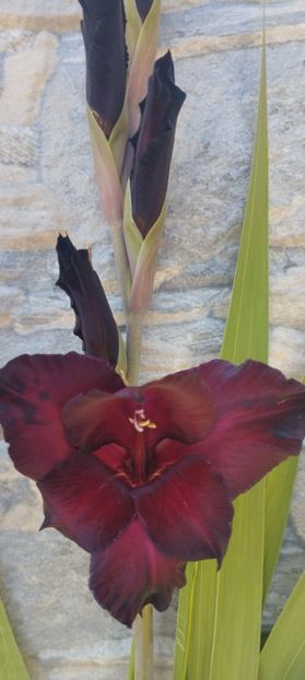  - Gladiole 2022