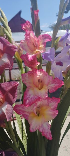  - Gladiole 2022