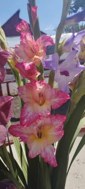  - Gladiole 2022