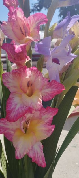  - Gladiole 2022