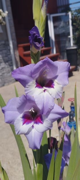  - Gladiole 2022