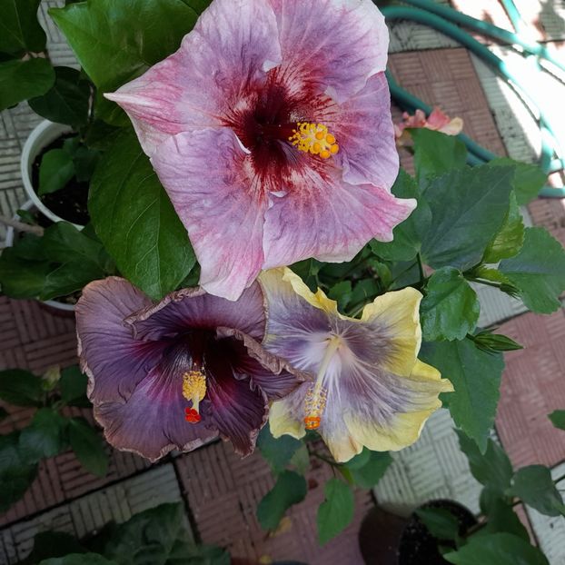 20.07.2022 - HIBISCUSI 2022-3