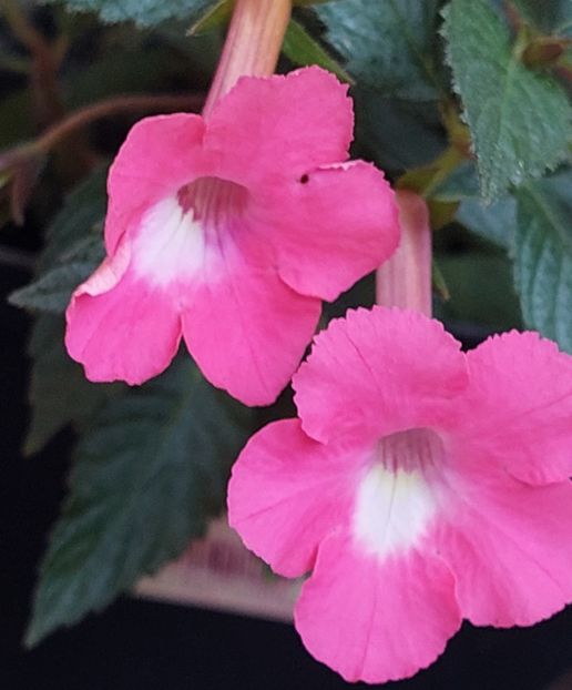 ROSY FROST - AAA RIZOMI ACHIMENES DISPONIBILI -2023