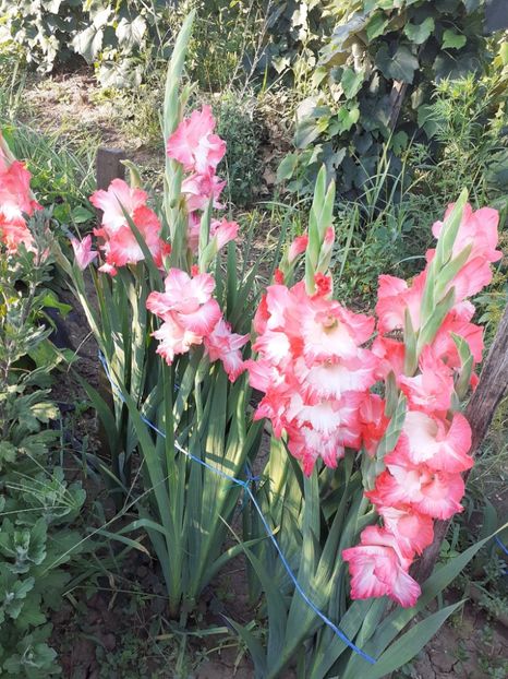 Sparkler - 0 Gladiole si alte flori-