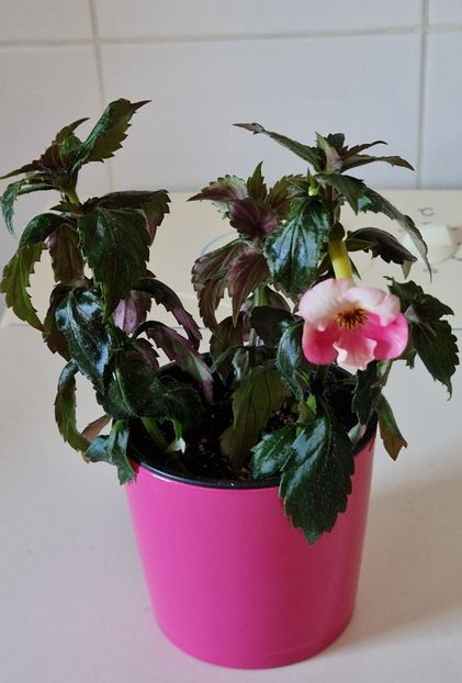  - Christmas Lollypop