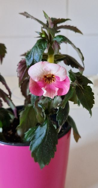  - Christmas Lollypop