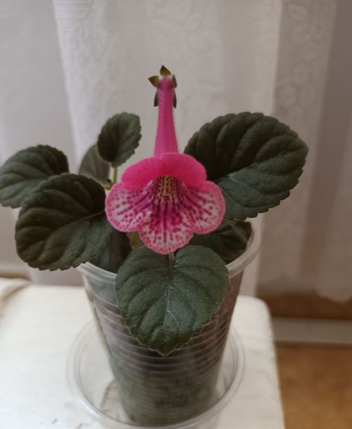  - Mini sinningia