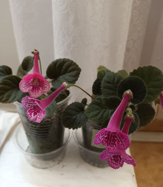  - Mini sinningia