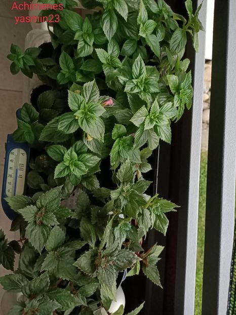 20.07.2022 - Pentru prieteni și de la prieteni