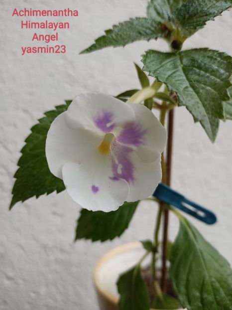 20.07.2022 - Achimenes 2022