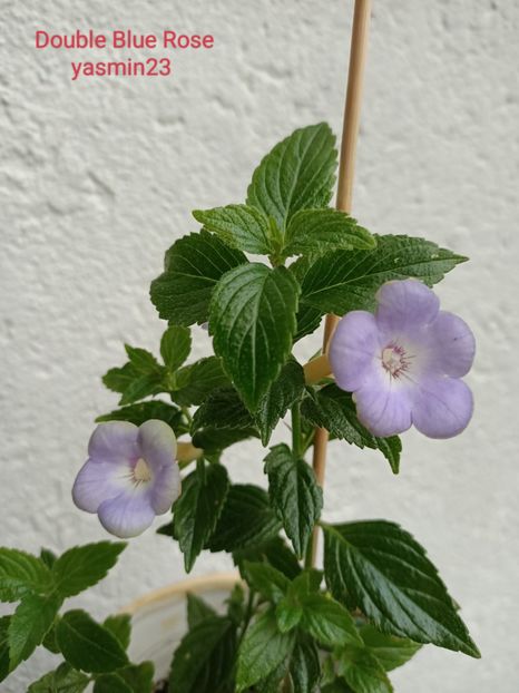 20.07.2022 - Double Blue Rose 2