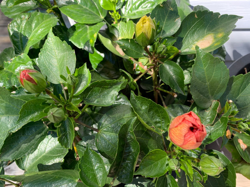  - Jurnalul gradinii 2022