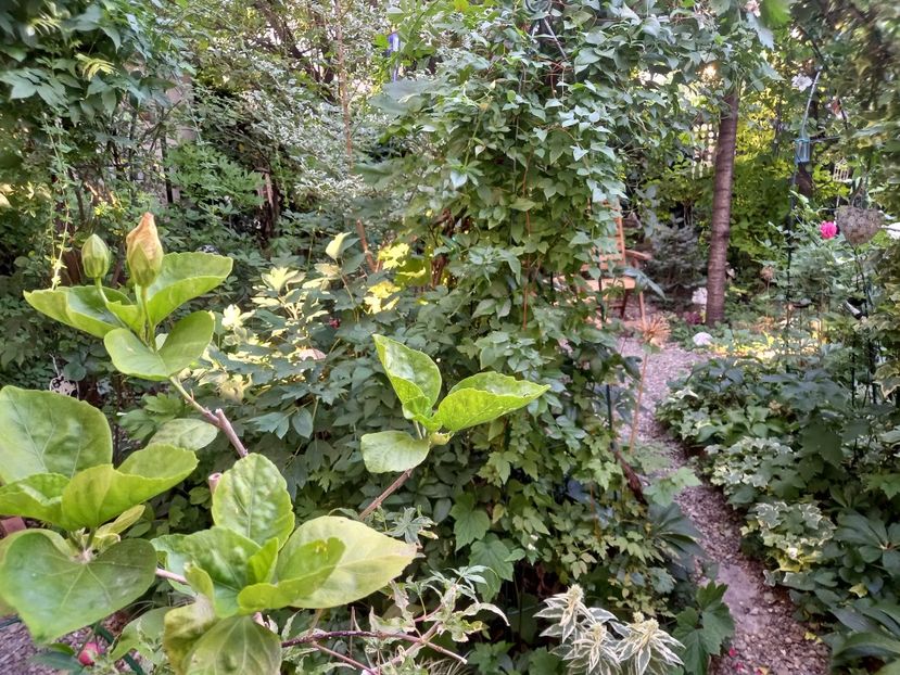  - Grădina 2022 continuare 2