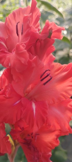  - Gladiole 2022