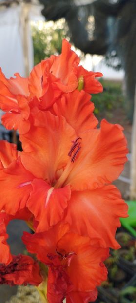  - Gladiole 2022