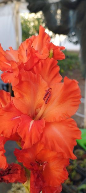  - Gladiole 2022