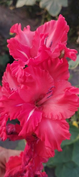  - Gladiole 2022