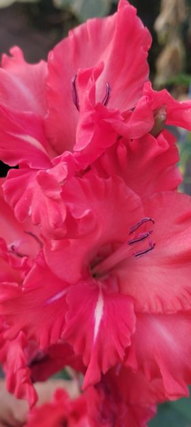  - Gladiole 2022