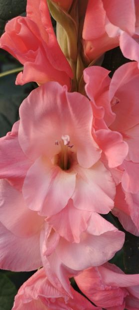  - Gladiole 2022