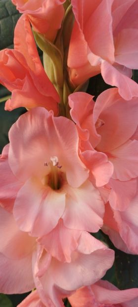  - Gladiole 2022