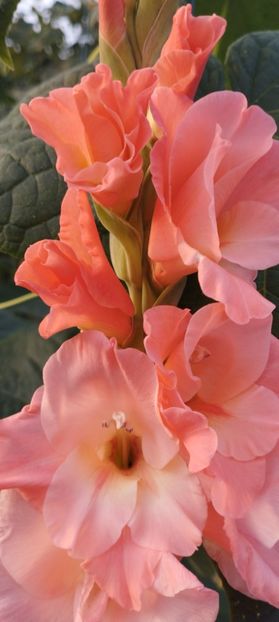  - Gladiole 2022