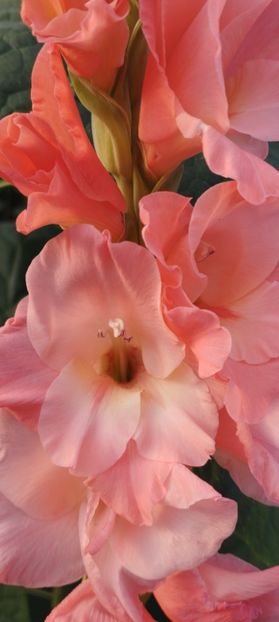  - Gladiole 2022