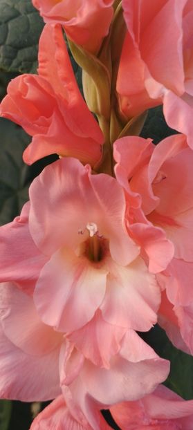  - Gladiole 2022