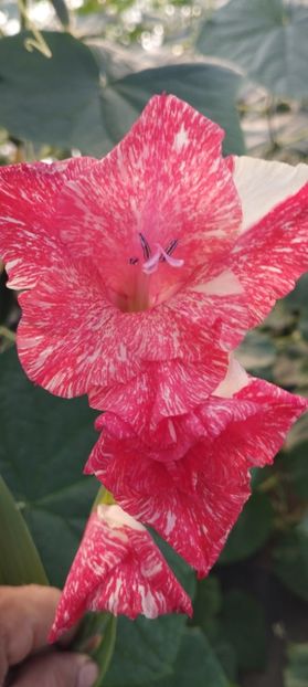  - Gladiole 2022
