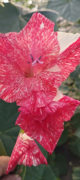  - Gladiole 2022