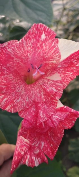  - Gladiole 2022