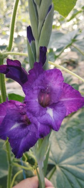  - Gladiole 2022