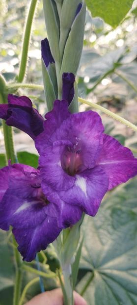  - Gladiole 2022