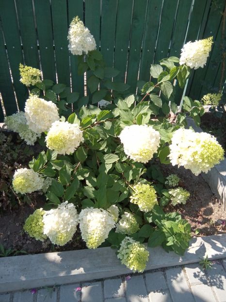  - 02 Azalee-rhododendroni-heleborusi-hortensii-hoste 2022