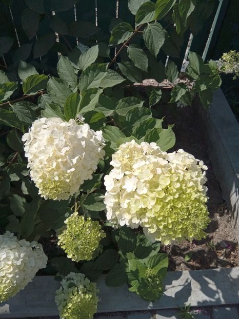  - 02 Azalee-rhododendroni-heleborusi-hortensii-hoste 2022