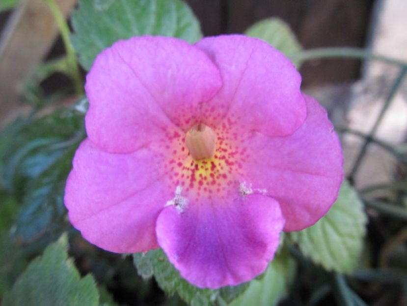 BriD's Verena - ACHIMENES 2022