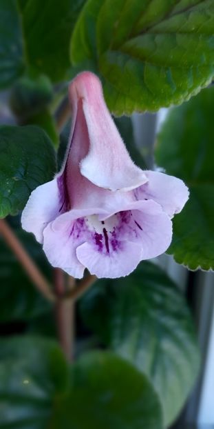 MGs Fancy Dress - Sinningia 2022