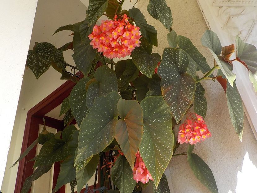  - begonia lucernae