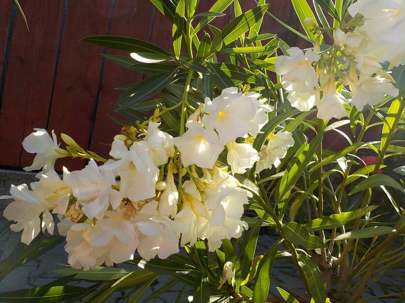  - mont blanc leandru nr 22