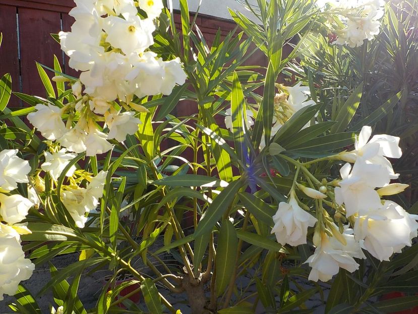  - mont blanc leandru nr 22