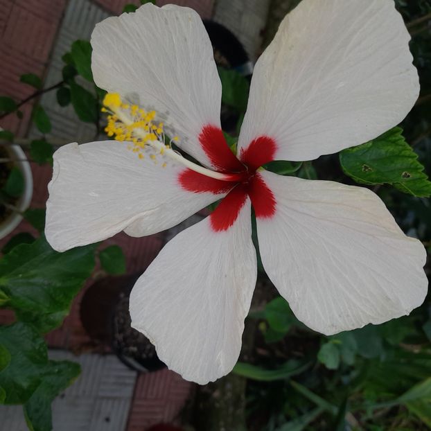 21.07.2022 - HIBISCUSI 2022-3