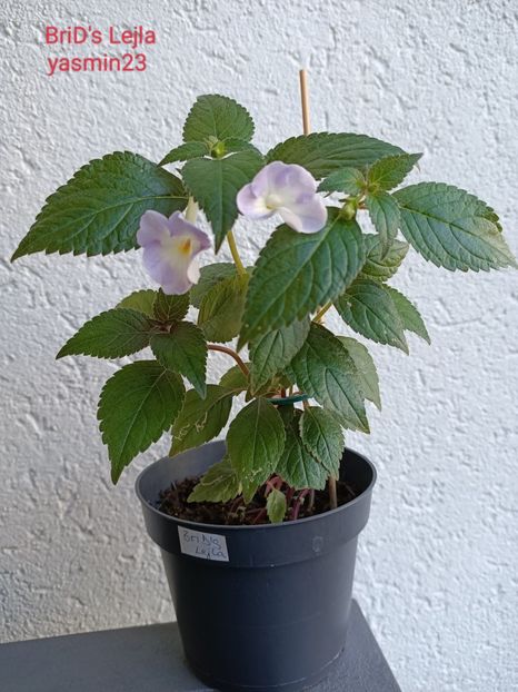 21.07.2022 - BriDs Lejla - achimannia