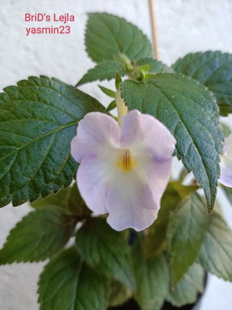 21.07.2022- achimannia - A-Achimenes BriDs