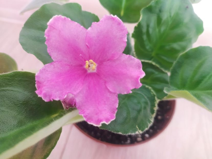 21 iulie 2022 prima inflorire - VaT Britni