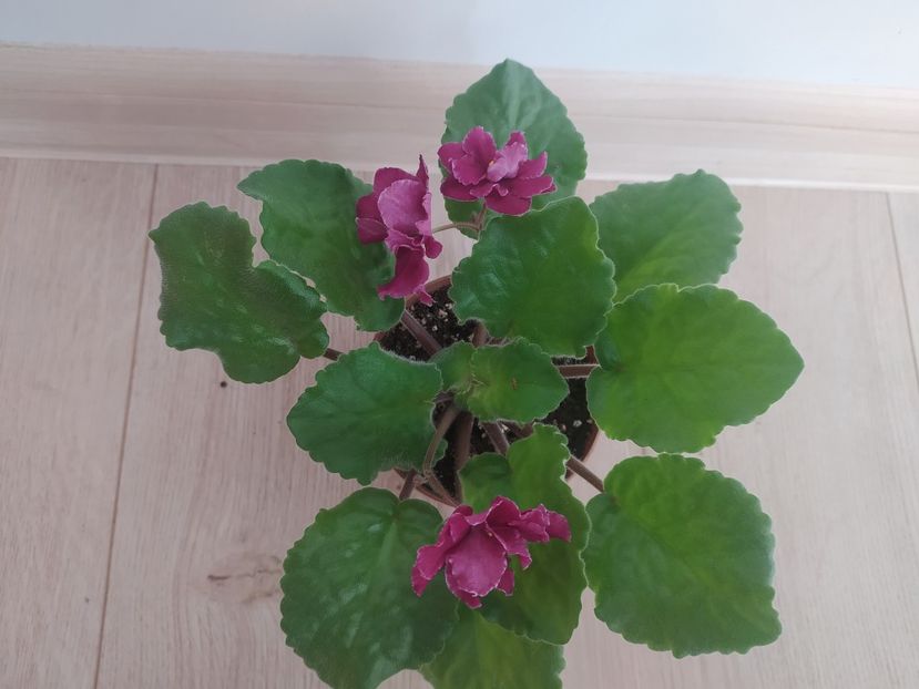 21 iulie 2022 - Sparkleberry