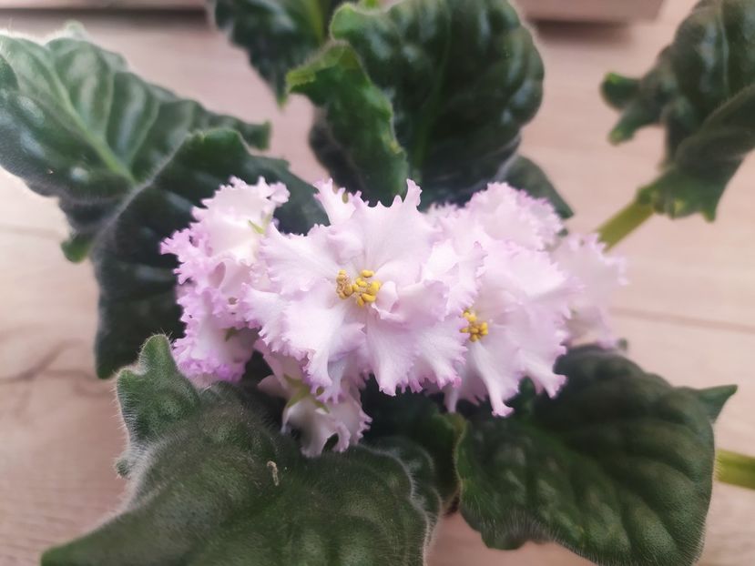 21 iulie 2022 - AV Monplezir