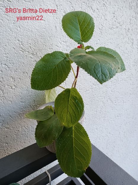 21.07.2022 - Sinningia SRGs Britta Dietze