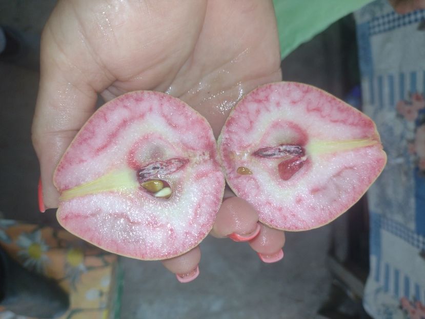  - Pară pulpă Roșie Mavrodin