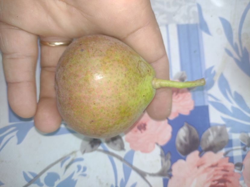  - Pară pulpă Roșie Mavrodin