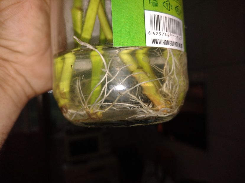  - Înrădăcinare leandru