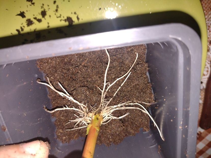  - Înrădăcinare leandru